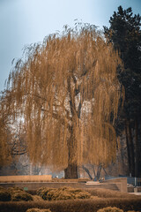 autumn in the forest