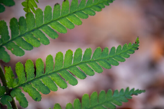 Macro shot of a fern leaf