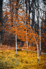 autumn in the forest
