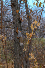 young woman in the autumn forest
