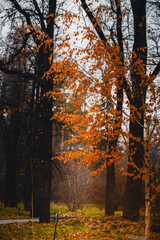 autumn in the forest