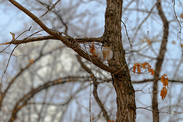 branches of a tree in winter