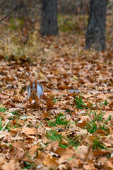 autumn leaves in the park