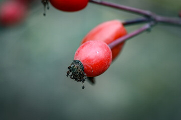 red berries on a branch
