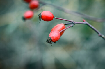 red berries on a branch
