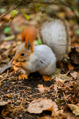 squirrel in the park