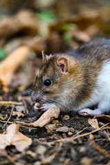 hamster in the grass