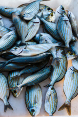 Large quantity of fresh fish for sale at the market - Sarpa salpa
