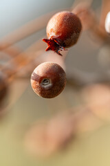 close up of a flower
