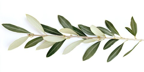 Obraz premium A single olive branch with green and yellow leaves, isolated on a white background.