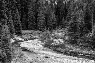 Vallesinella Waterfalls and Forest Trail &ndash; Black and White