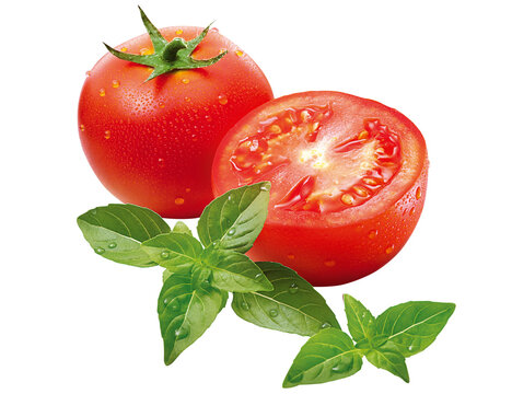 tomate vermelho maduro acompanhado de folha de manjeric&atilde;o isolado em fundo transparente