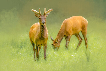 Young bull elk or wapiti with velvet antlers standing in a green grass meadow representing wildlife with copy space