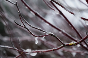 Close up of Ice on Bare Winter Tree Branches.