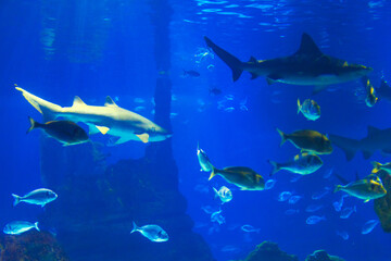 Grey shark and numerous smaller fish swim through deep blue water of aquarium tank, illuminated by bright overhead lights. Artificial underwater environment as rock formations and various marine life
