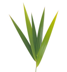 Fototapeta premium Green Bamboo Leaves isolated on a transparent background
