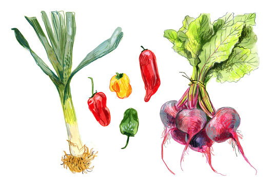 Watercolor Vegetables Set &ndash; Leek, Beetroot and Peppers Illustration