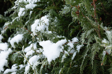 Snow-Covered Evergreen branches of thuja. Winter solstice. Close up. Cold weather.