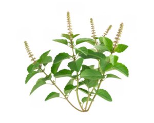 Green Holy Basil Plant with Spikes isolated on a transparent background