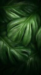 Lush Green Monstera Leaves Backdrop with Textured Surface and Deep Shadows for Elegant Natural Aesthetic