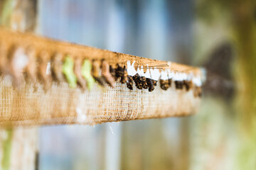 Butterfly chrysalises attached to net