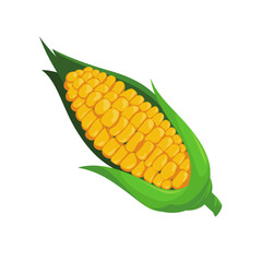 Sweet Corn Cob with Husk Cartoon Illustration