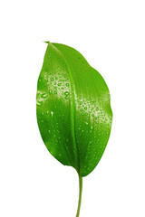 Fresh Green Leaf with Water Droplets