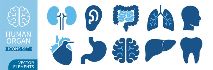 Human organ line icon set, including stomach, kidneys, heart, brain, liver, lungs  and other anatomy symbols on transparent background