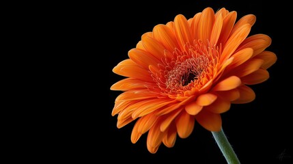 orange gerbera daisy , macro, against deep black background 