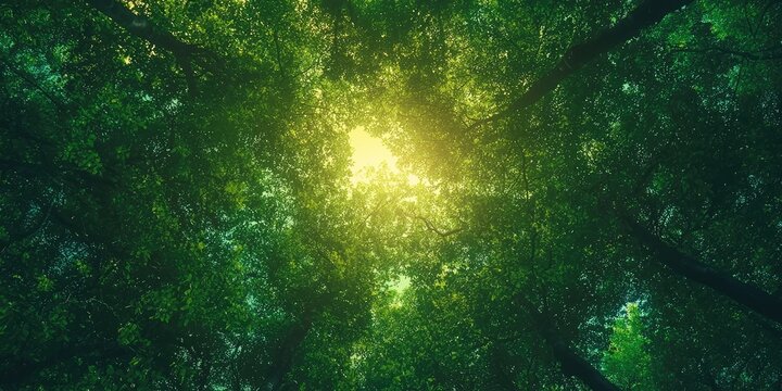 A dense forest canopy with sunlight filtering through, casting a warm glow and creating a serene atmosphere.