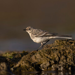 wagtail