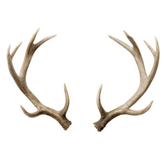 Naklejka premium Deer antlers shed pair on transparent background