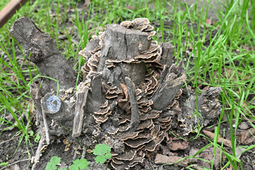 A stump of a cut-down tree covered with mushrooms in an autumn garden