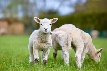 Curious lamb stands in a lush green pasture, looking directly at the viewer, as two others peacefully graze. Capturing the innocence of young animals and the tranquility of nature.