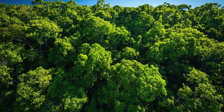 A lush, green forest canopy with vibrant green leaves and a mix of trees and shrubs, set against a clear blue sky. - Powered by Adobe