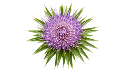Overhead shot of a beautiful purple thistle flower isolated on transparent background