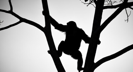 Silhouette of a chimpanzee climbing a tree, nature and wildlife.