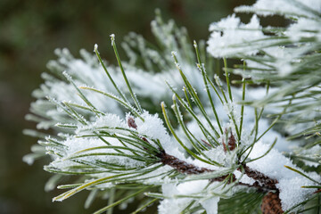 Snow Covered Evergreen branches of . Winter solstice. Close up. Cold weather.