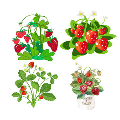 red currant berries