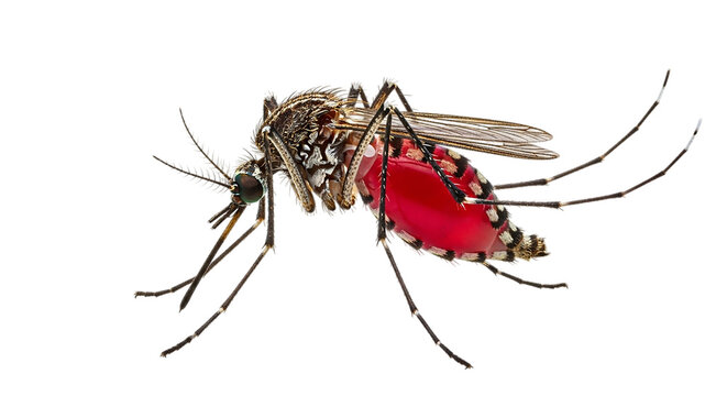 Closeup of a mosquito feeding on blood isolated on transparent background