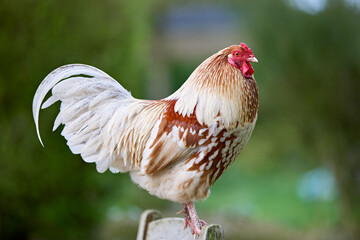 Majestic rooster with striking white and brown plumage, a vibrant red comb, standing proudly outdoors on a fence with a soft green background.