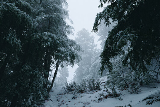 Dense evergreen forest after heavy snowfall, snow-laden branches, soft diffused light, deep winter silence