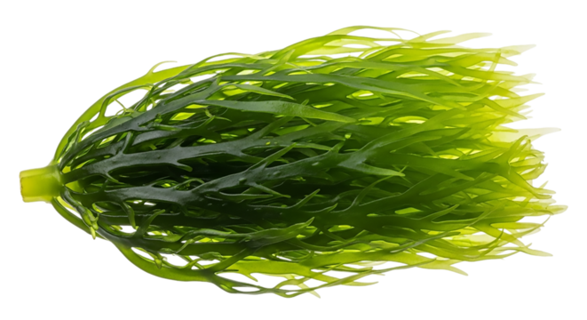 Fresh green seaweed isolated on transparent background, a natural aquatic plant