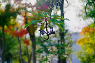 柔らかな光とボケに包まれた、濃い青紫色の実をつけるユズリハの枝