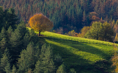 Arbol oto&ntilde;al iluminado lateralmente
