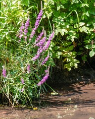 Purple loosestrife growing on the bank of a stream