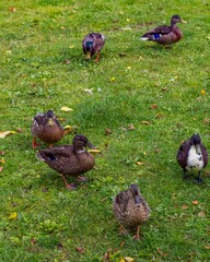 Ducks looking for food on grass in park during autumn day