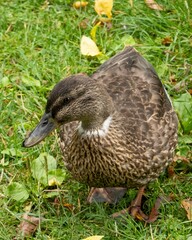 Female mallard duck walking on grass in autumn