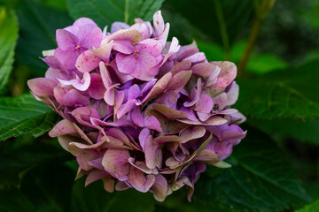 Close-up of pink hydrangea bloom in a summer garden; delicate petals form a round cluster against lush green leaves, with soft natural light and shallow depth of field highlighting vibrant detail