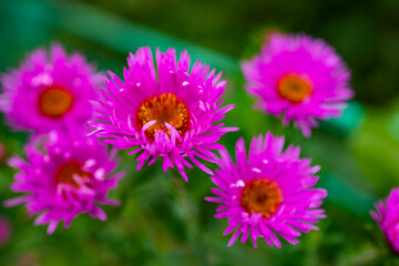 Obraz premium Vibrant magenta aster flowers blooming in a summer garden, detailed macro with golden centers, lush green foliage, and dreamy bokeh, perfect nature background for wellness, beauty, floral design.